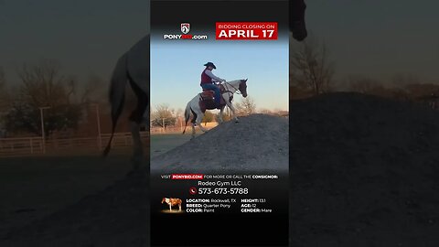 🅻🅰🅳🆈 🅼🅰🆈 - Quarter pony can cruise the best trail, ride any adventure, or run down your wild calf!!