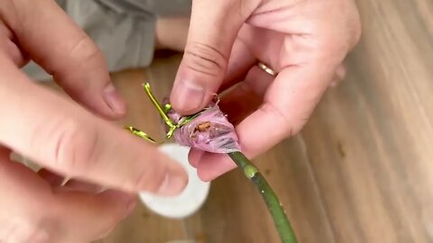 How to make and take care orchids at home