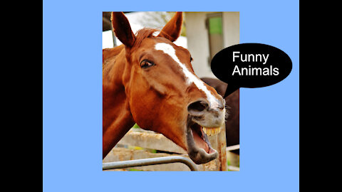 Funny And Cute Animals! TRY NOT TO LAUGH! 🙊😆