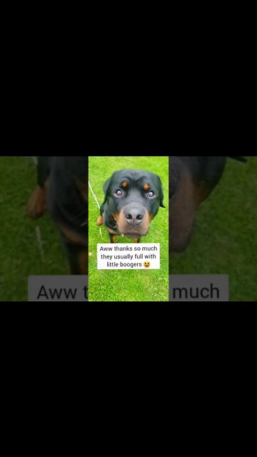 A Rottweilers Eyes 👀 Never Tell Lies! 😍 #Shorts #rottweiler #dogs