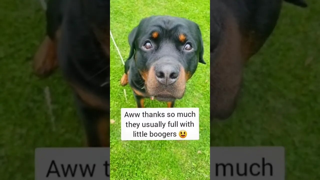 A Rottweilers Eyes 👀 Never Tell Lies! 😍 #Shorts #rottweiler #dogs