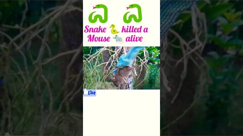 Snake attacks alive to mouse 🐀#shorts #shortsfeed #youtubeshorts