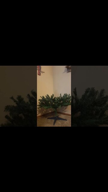 Thanksgiving is done... up goes THE TREE... lol