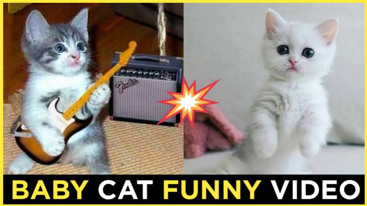 Baby cat funny video 🐈🐈, best beautiful baby cat funny video