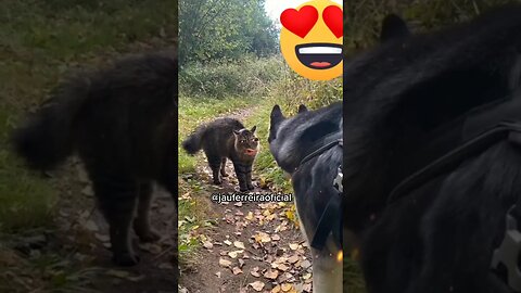 gatonildes lutador de mma