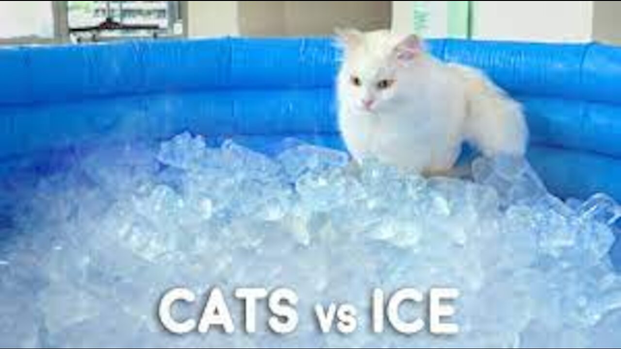 Can Cats Walk On Ice?