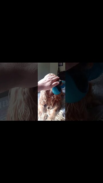 #dog, #animals , #friend , #beautifuldog , #cães (1)