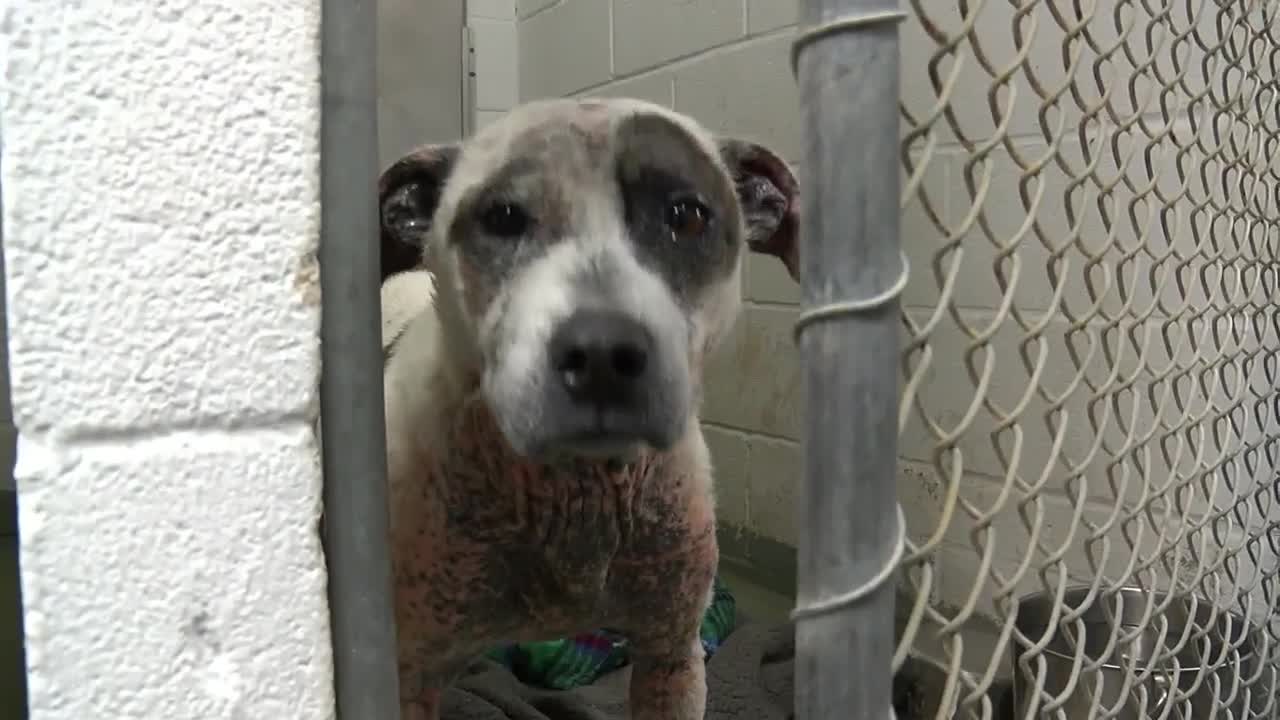 Saving Serena: this dog could be your new best friend