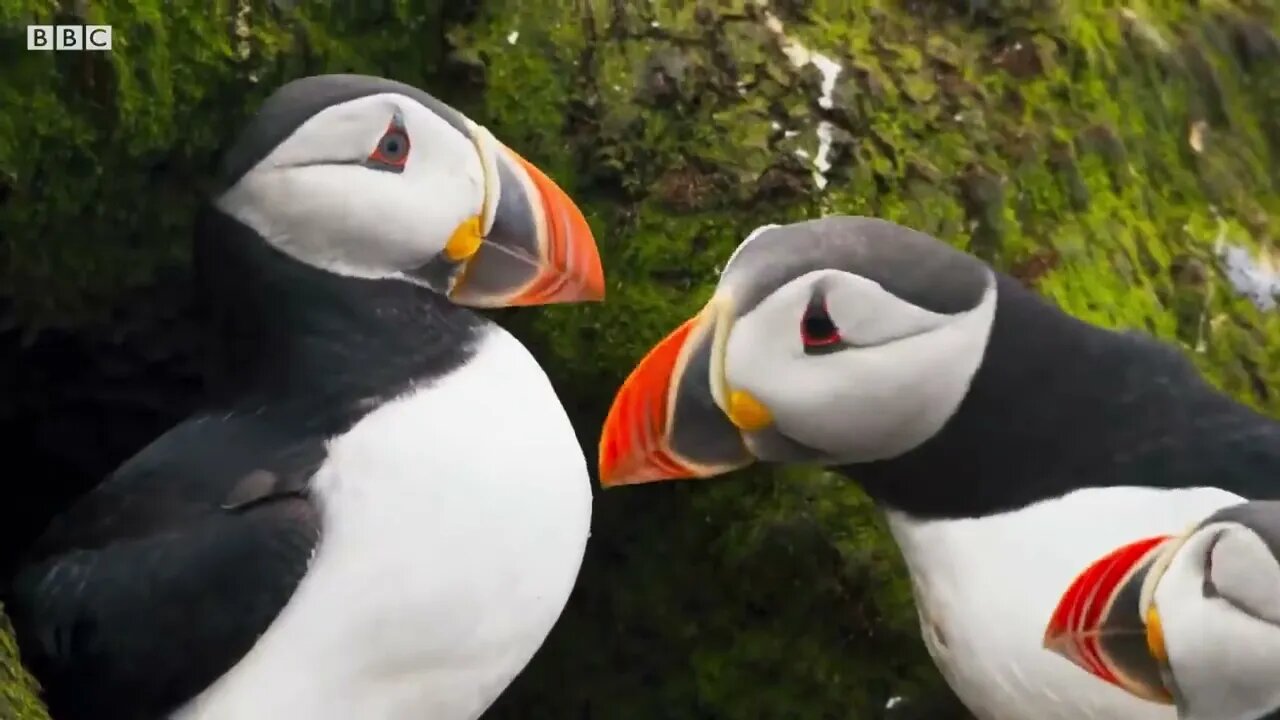 Puffin Hunts Fish To Feed Puffling