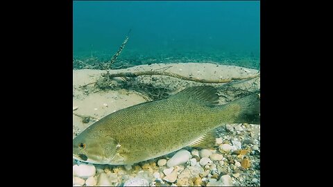 smallmouth on a bed