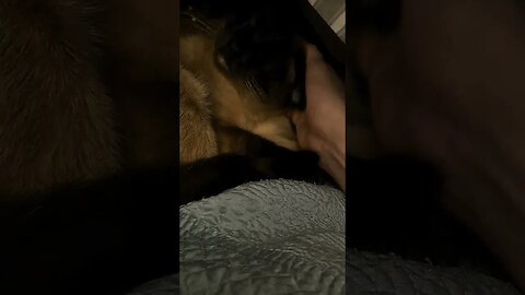 kitty has a pillow fort