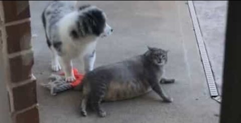 Gata gorda não gosta de ser incomodado pelo cão