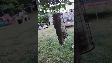 Caught in the Act: Watch What Happens When the Squirrels Find the Birdfood! #shorts