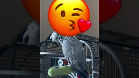 A bird never wants a cage.” #shorts