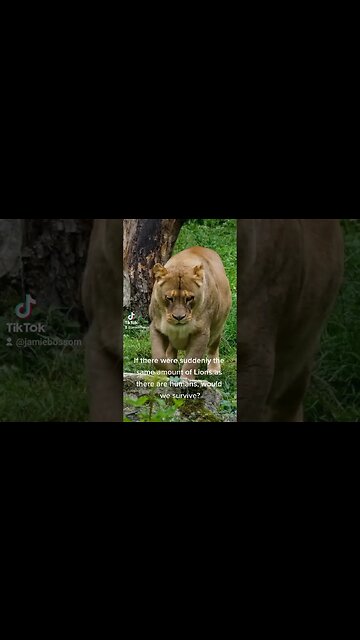 what if 7 billion lions on earth?