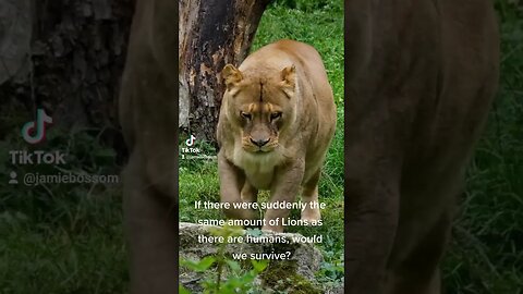 what if 7 billion lions on earth?