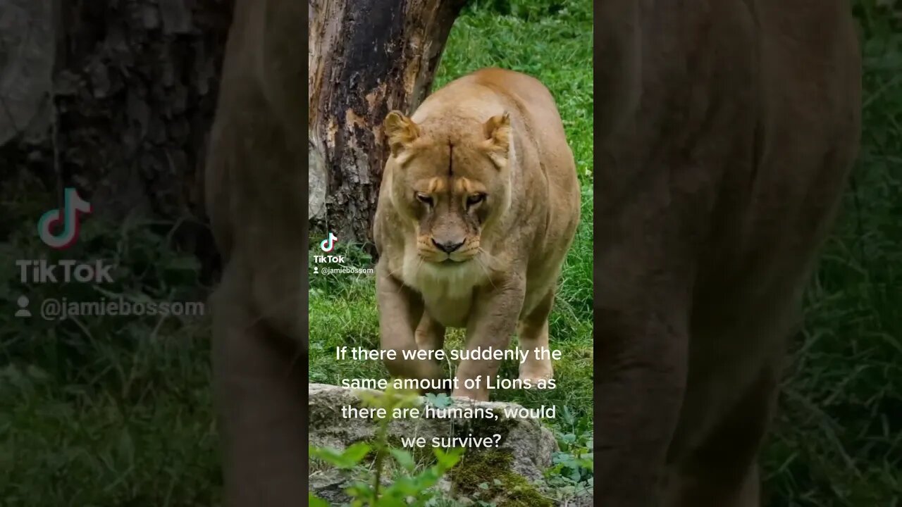 what if 7 billion lions on earth?