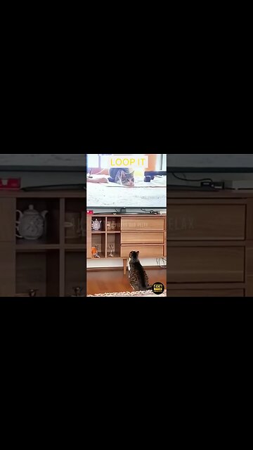 Crazy And Funniest Animals Videos - funniest animals videos😂 - best cats😹 and dogs🐶 videos 2023!