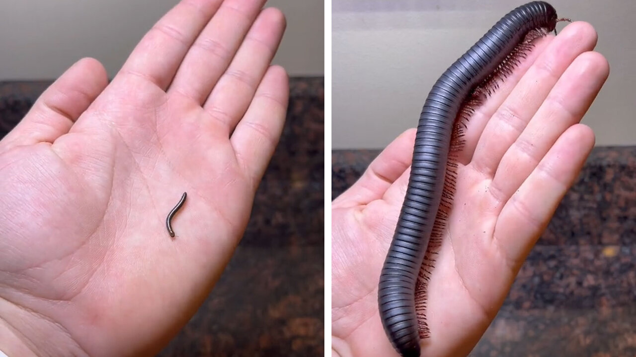 Millipede can get bigger than you think 🪱