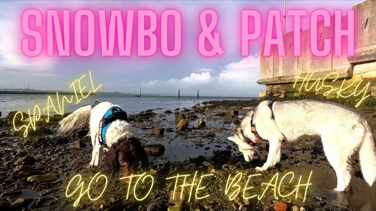 Huksy and Springer Spaniel have fun on the beach