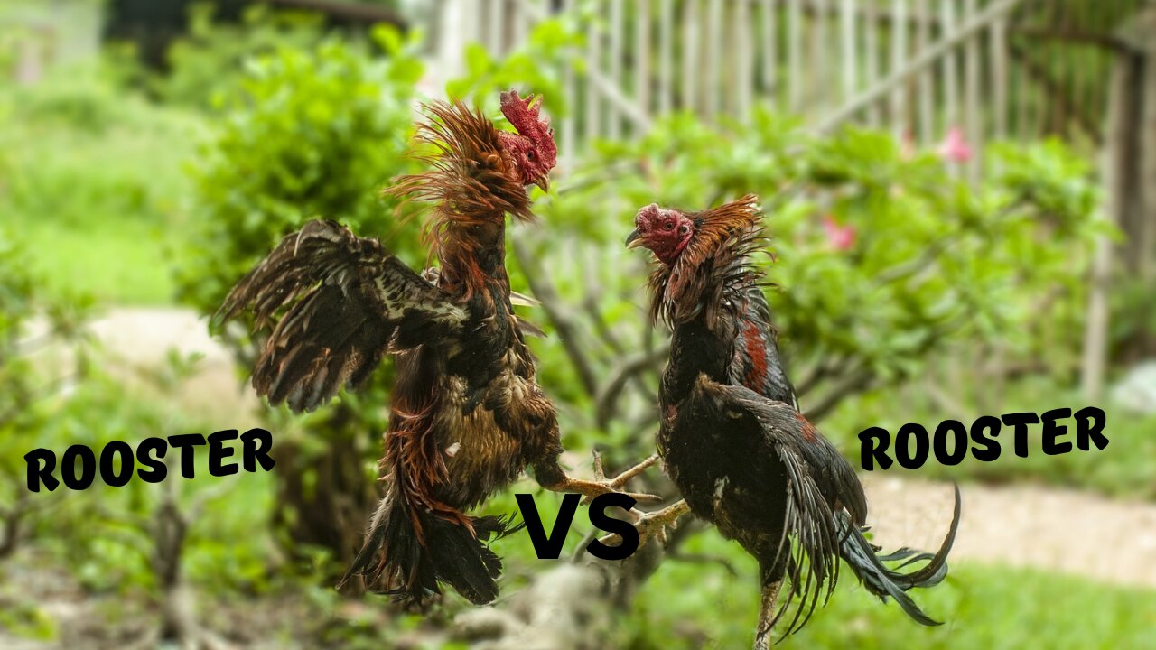 Clash of the Titans: Rooster Rumble in the Ring