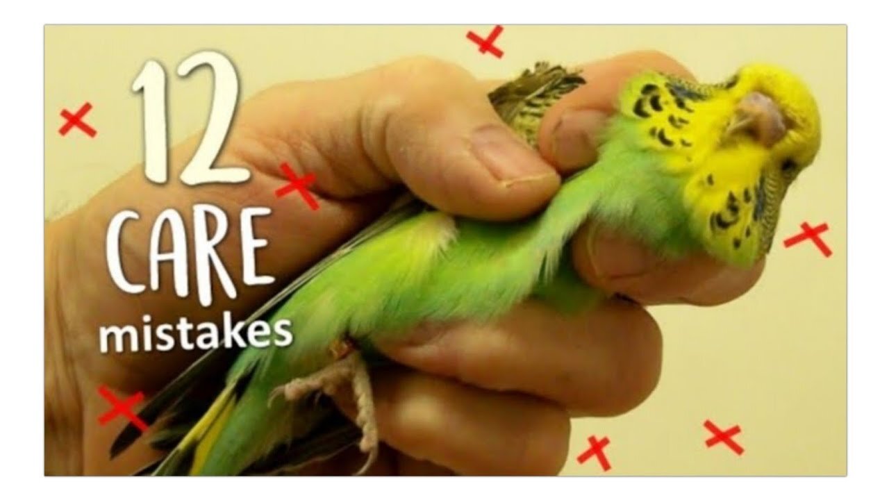 12 things you should never do to your budgie