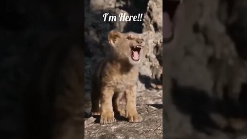 The little lion is calling his parents #imrankhan #imranismail #travel #nature #pakistan