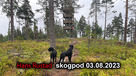 Skogpod 03. august 2023