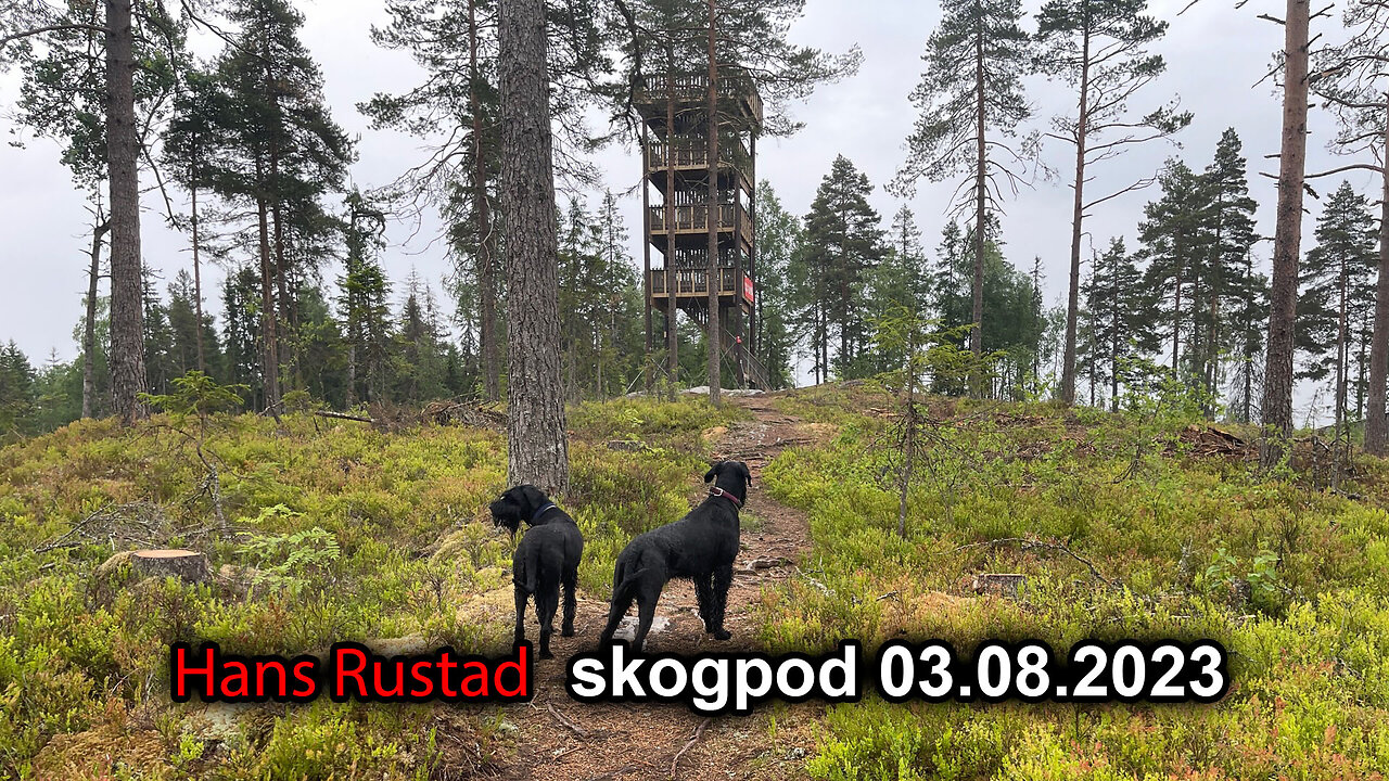 Skogpod 03. august 2023