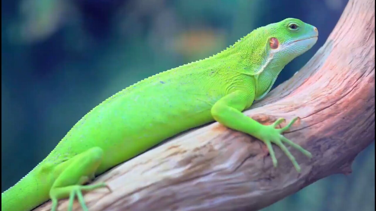 Collection Of Tropical Animals HDR 60FPS Animals 4k video