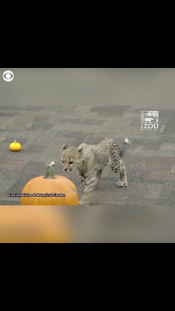 WEB EXTRA Pumpkin Play Date