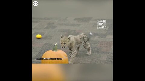 WEB EXTRA Pumpkin Play Date