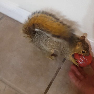 Man's Best Friend Is A Squirrel?