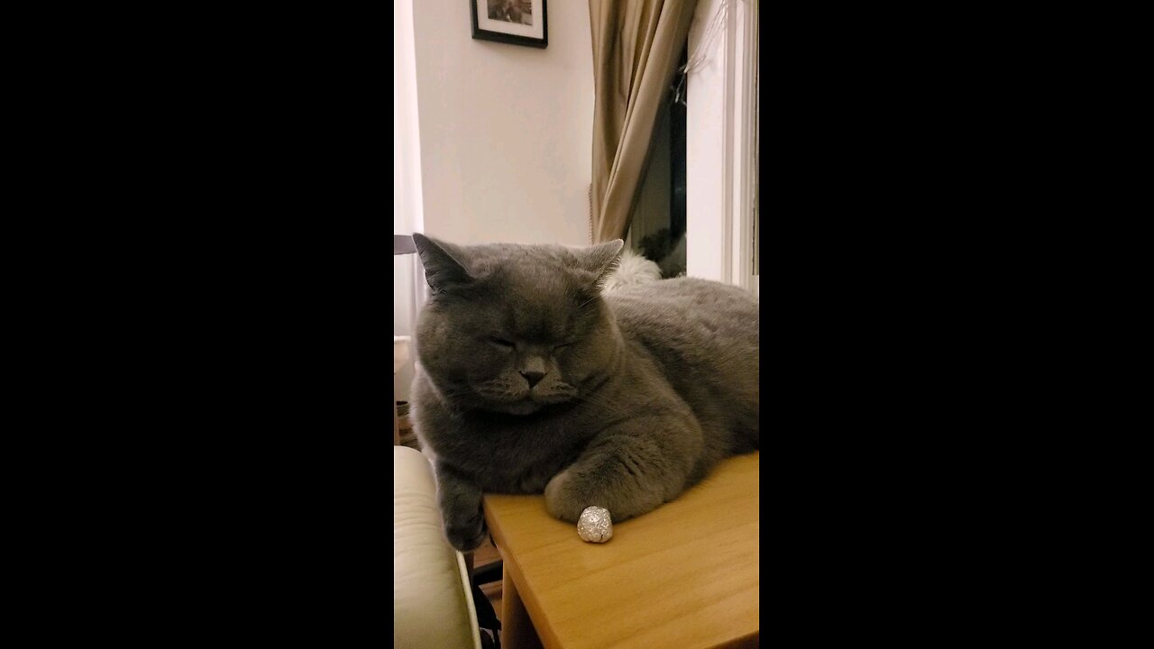 Sleepyhead British Blue/ Prince Henry