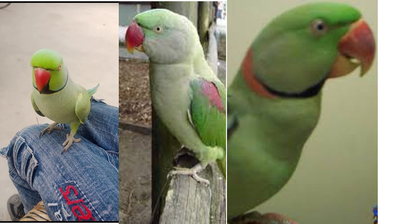 Flirting Parrot With A Young Girl