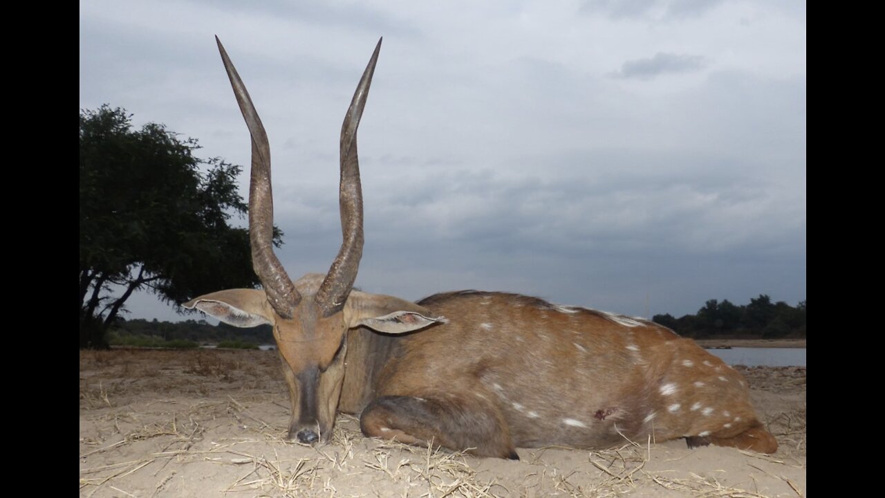 Largest Bushbuck in Zambia! A Zambian Safari.