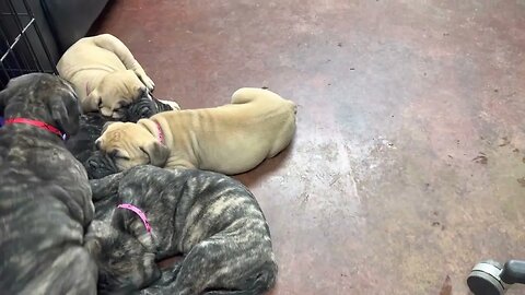 We all need a nap !! Mommy too ! LonelyCreek bullmastiff #bullmastiffpuppy