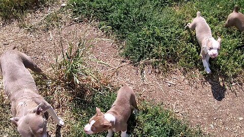 Merida x Johnny blaze puppies update