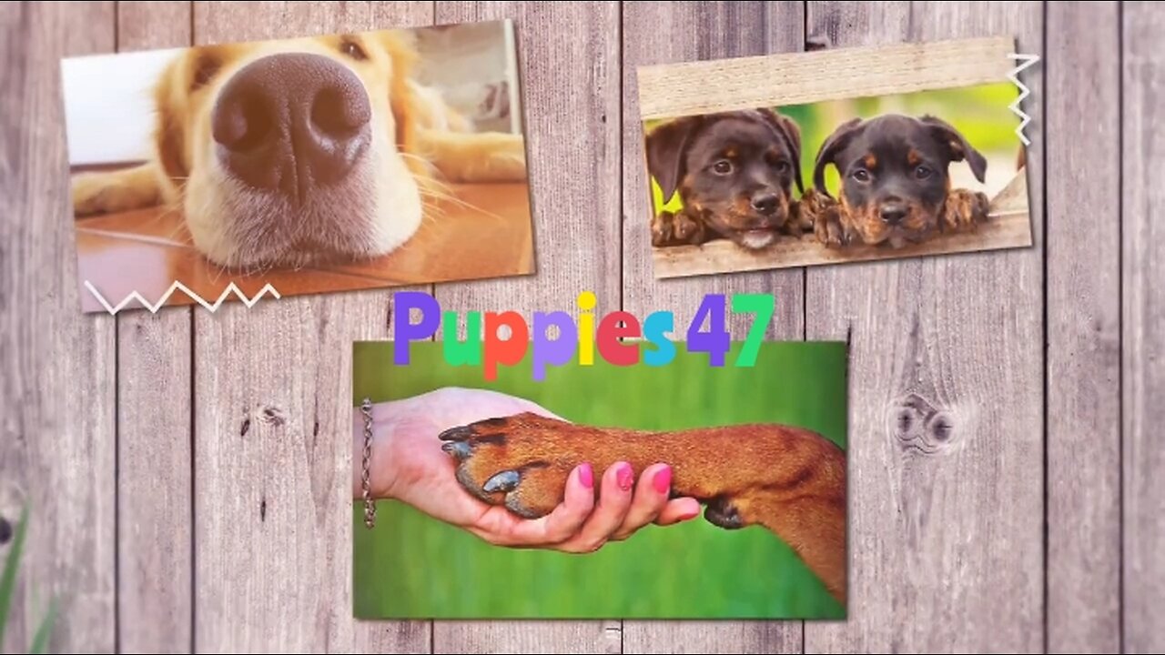 Dogs and puppies fotage