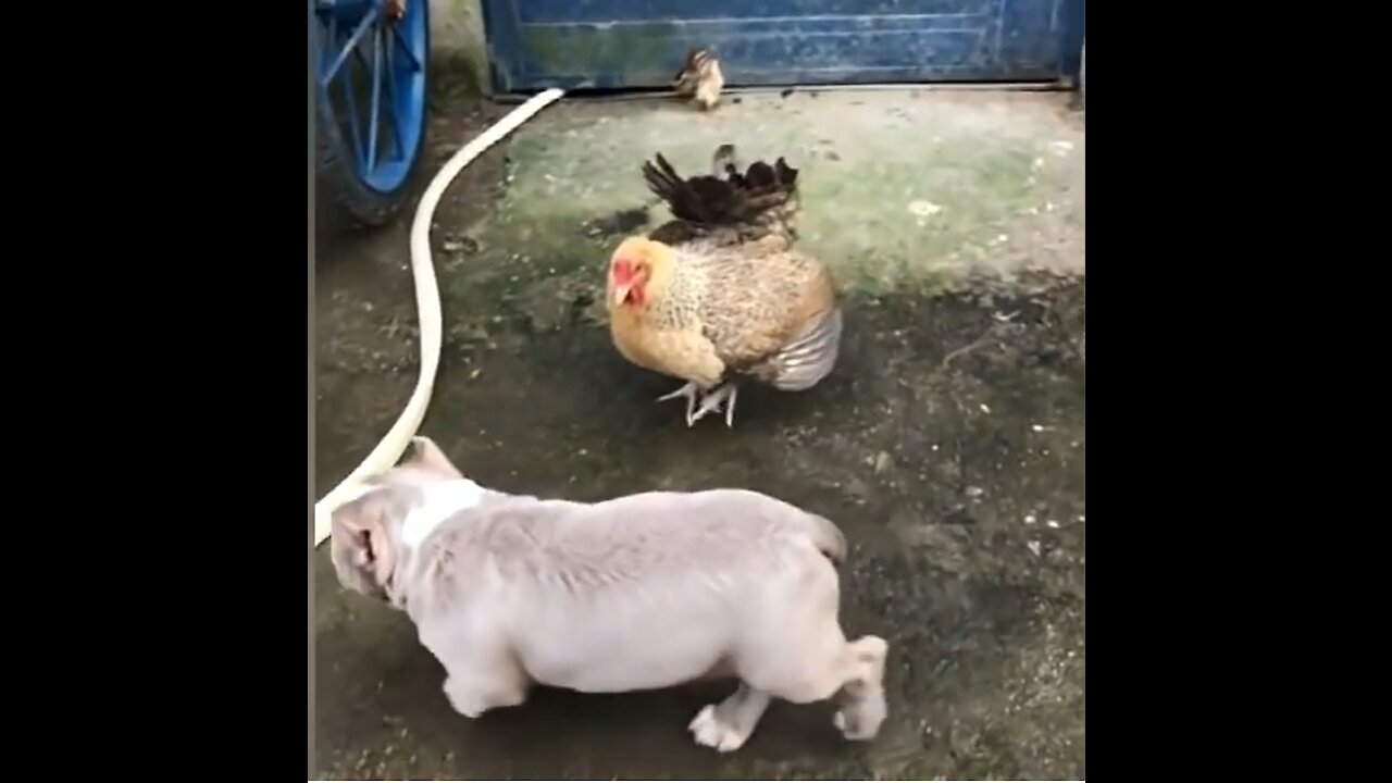 New Chicken VS Dog Fight - Funny Videos New