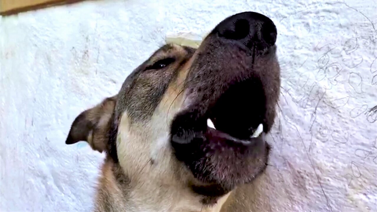 German Shepherd Is In Serious Training To Become An Opera Star