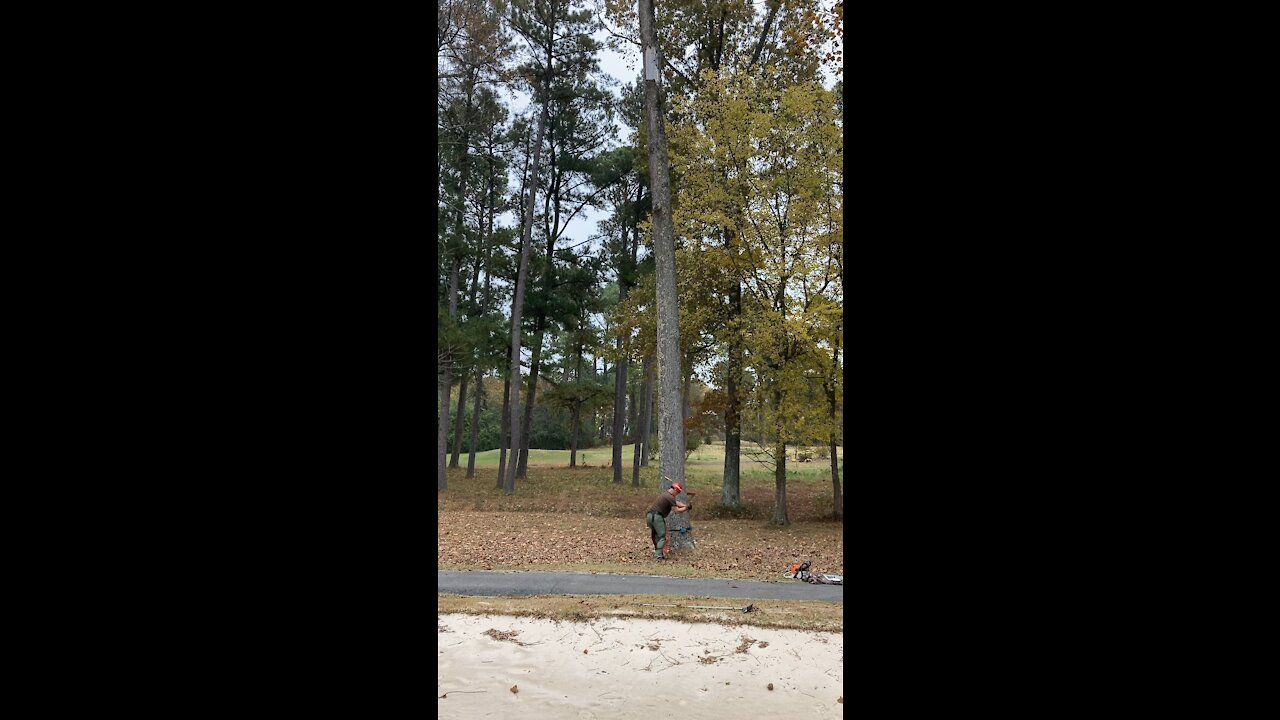 Timber