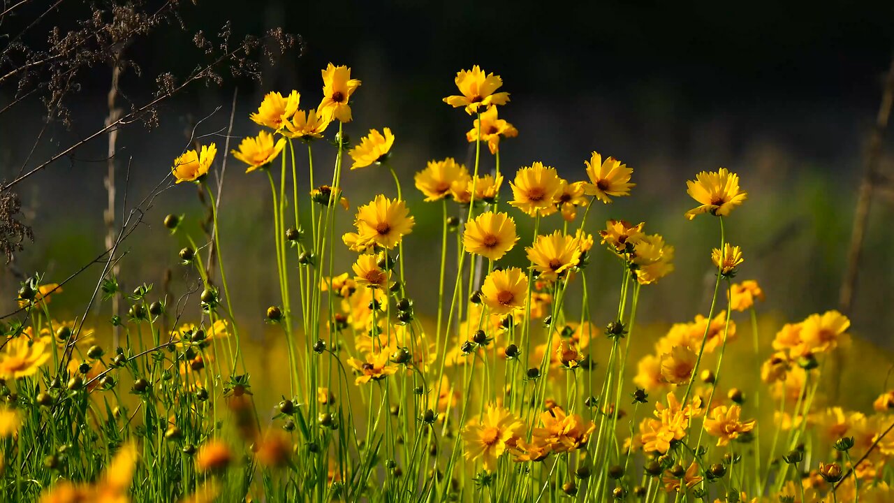 "The Vibrant World of Coreopsideae: A Deep Dive into the Sunflower Family's Hidden Gems"