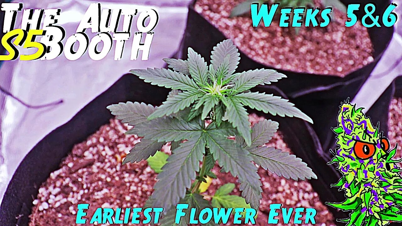 The Auto Booth S5 Ep. 4 | Weeks 5 & 6 | Earliest Flowering Cannabis￼ Plant Ever