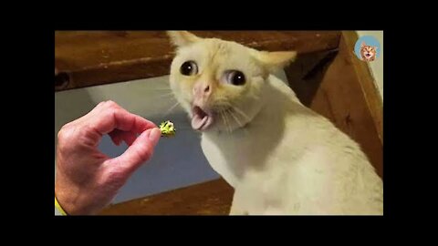 Try Not To Laugh - Dogs And Cats Reaction To Food| MEOW