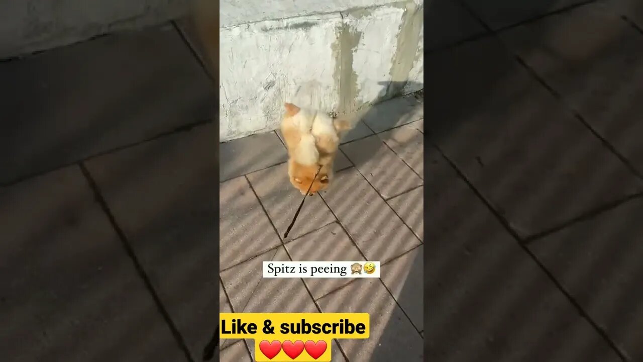 टॉयलेट करने का style 🤣🤣🤣 ||puppy peeing || cute puppy peeing own