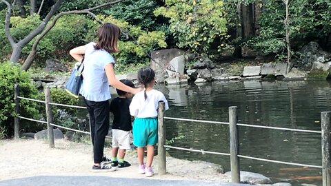 Feeding Koi in Japan