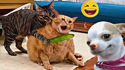 Funny Animal Videos 2024 || cats and dogs 😸🐶