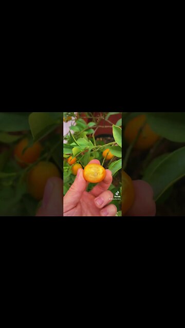 Never Peel A Citrus Again! Amazing Citrus Fruit Bursting With Flavor!