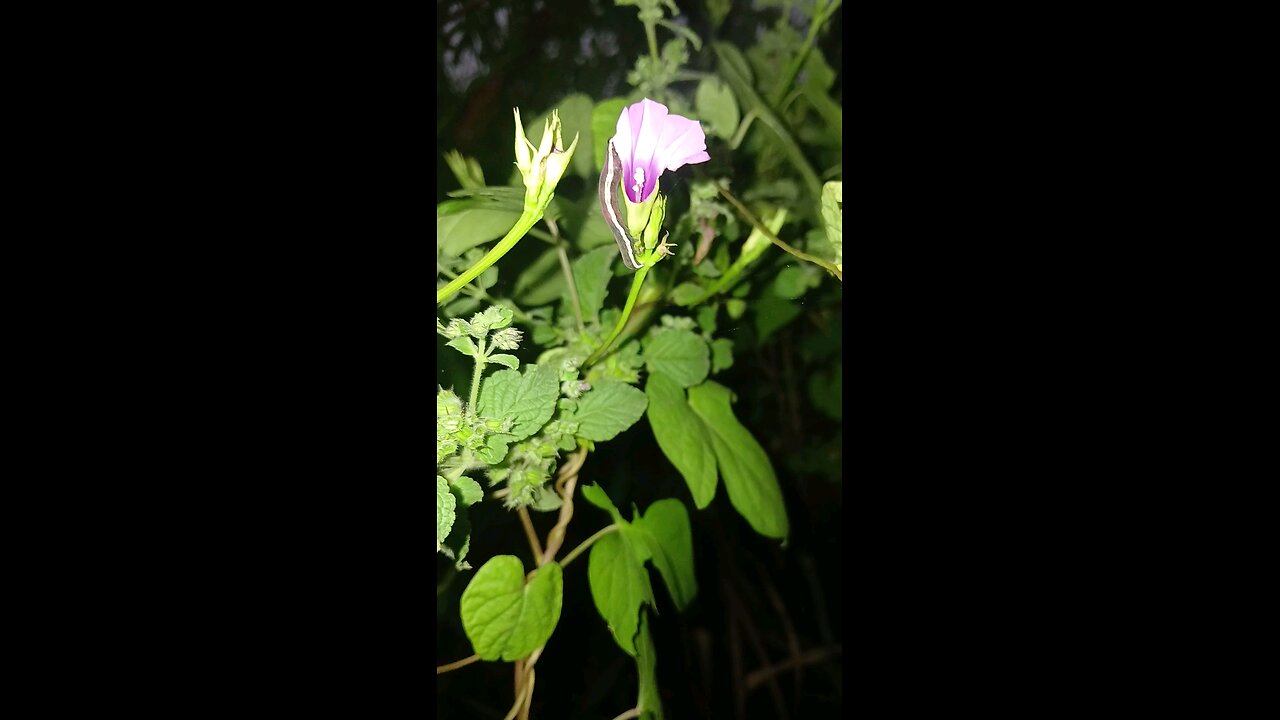 caterpillar eating flower